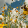 Tasha - You Are Spring! (Ltd. Yellow Wildfl Tasha - You Are Spring! (Ltd. Yellow Wildfl