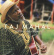 Taj Mahal - And The Hula Blues (180 G) Taj Mahal - And The Hula Blues (180 G)